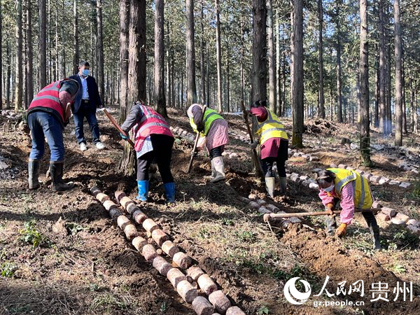 貴陽貴安林下紅托竹蓀種植現場。陳潔泉攝