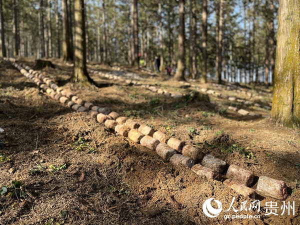 貴陽貴安林下紅托竹蓀種植現場陳潔泉攝。