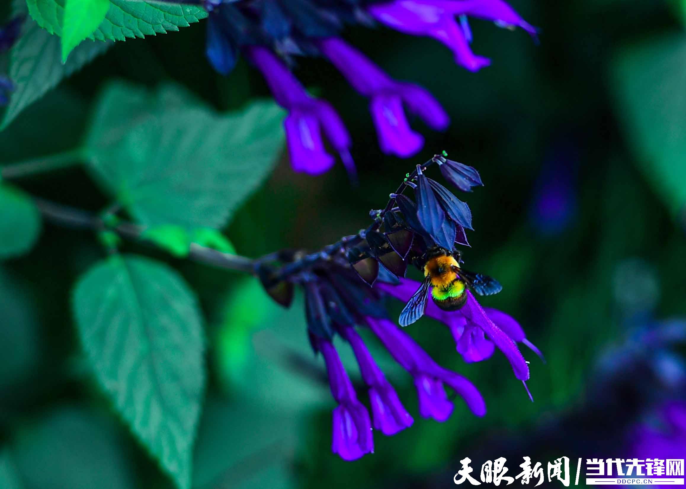 貴陽:花溪公園避暑遊