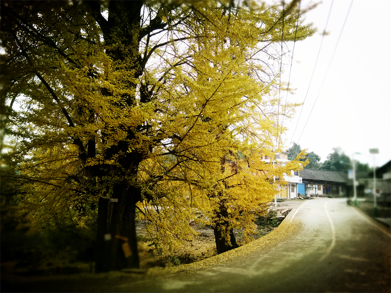 中秋國慶假期去哪裏？貴陽貴安鄉村旅遊最全攻略 | 修文篇