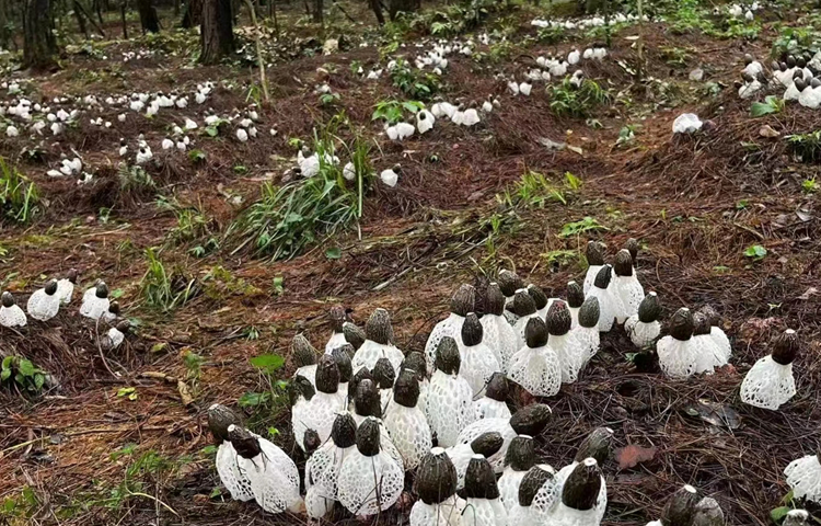 【學思想 強黨性 重實踐 建新功】接地氣 激活力 強創新！貴陽貴安“四塊地”改革工作見聞
