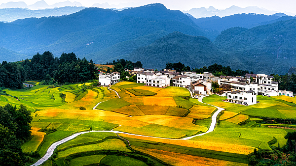 【學思想 強黨性 重實踐 建新功】繪就農業農村高質量發展新畫卷！貴陽貴安農業農村係統紮實推動主題教育見行見效