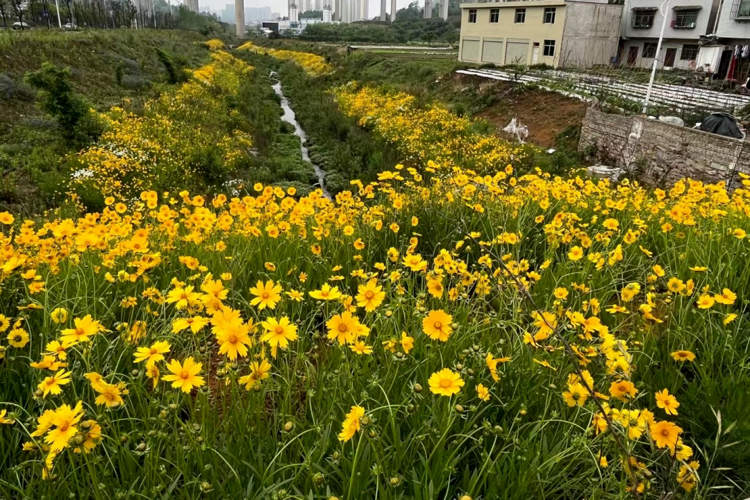 白雲區聚焦汙水問題整改 持續攻堅宋家衝河水質提升