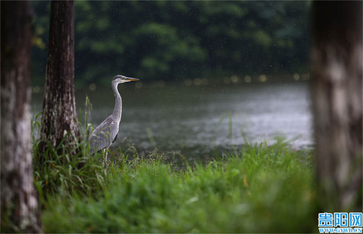 生活在觀山湖公園的鳥類。周永 攝