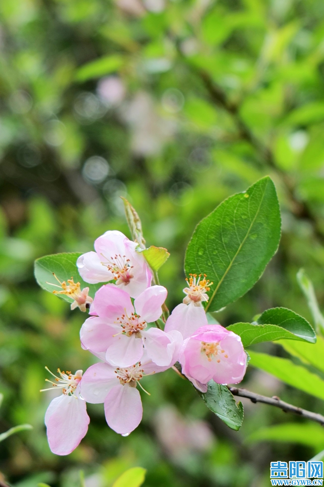 1774413452412012822.jpg 43f41c980d6d4d8bb1f865a3777365dd.jpg