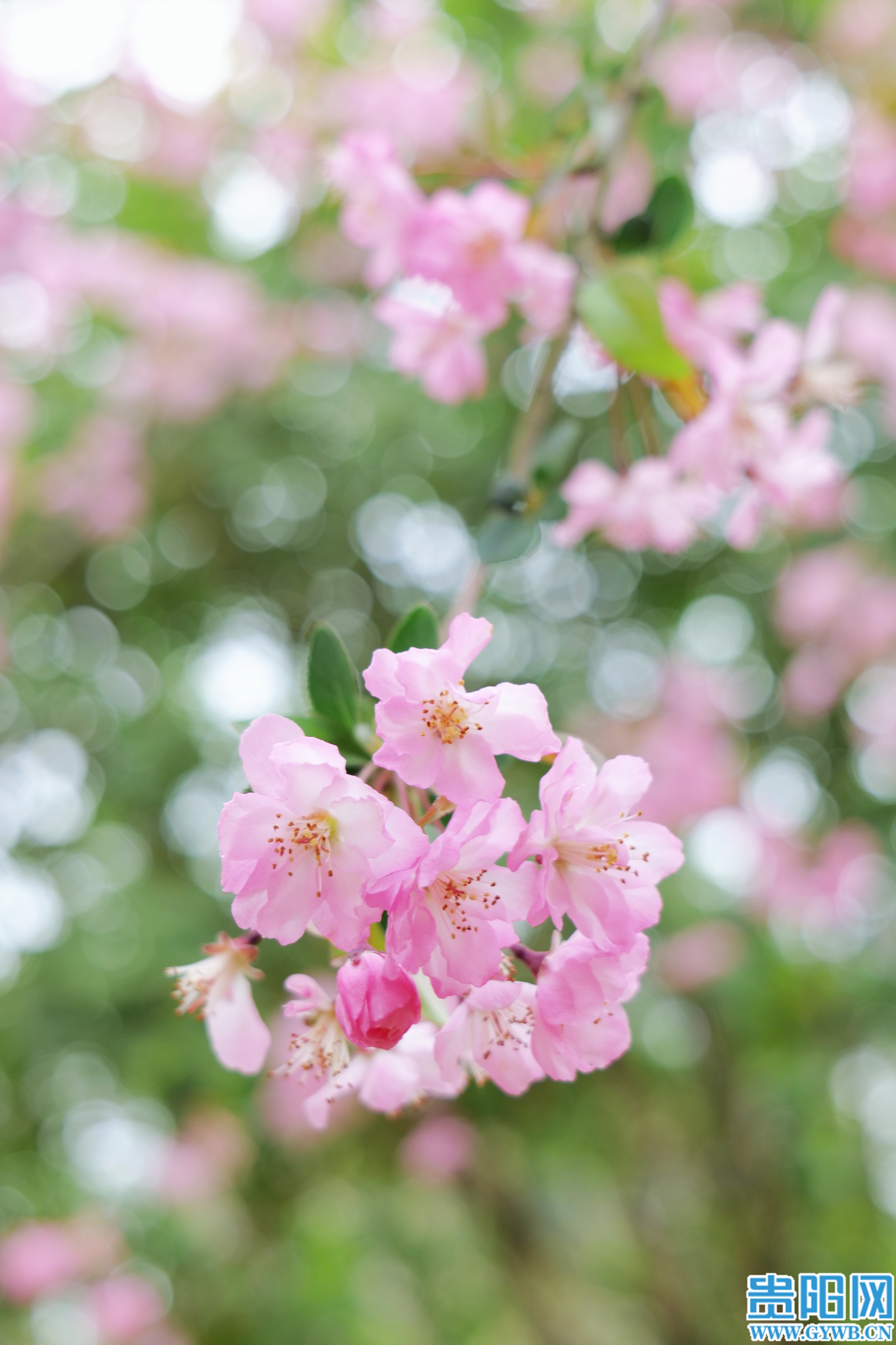 1774413350714085069.jpg 2d9dbacdd29b46e5bea42264bf980cf3.jpg