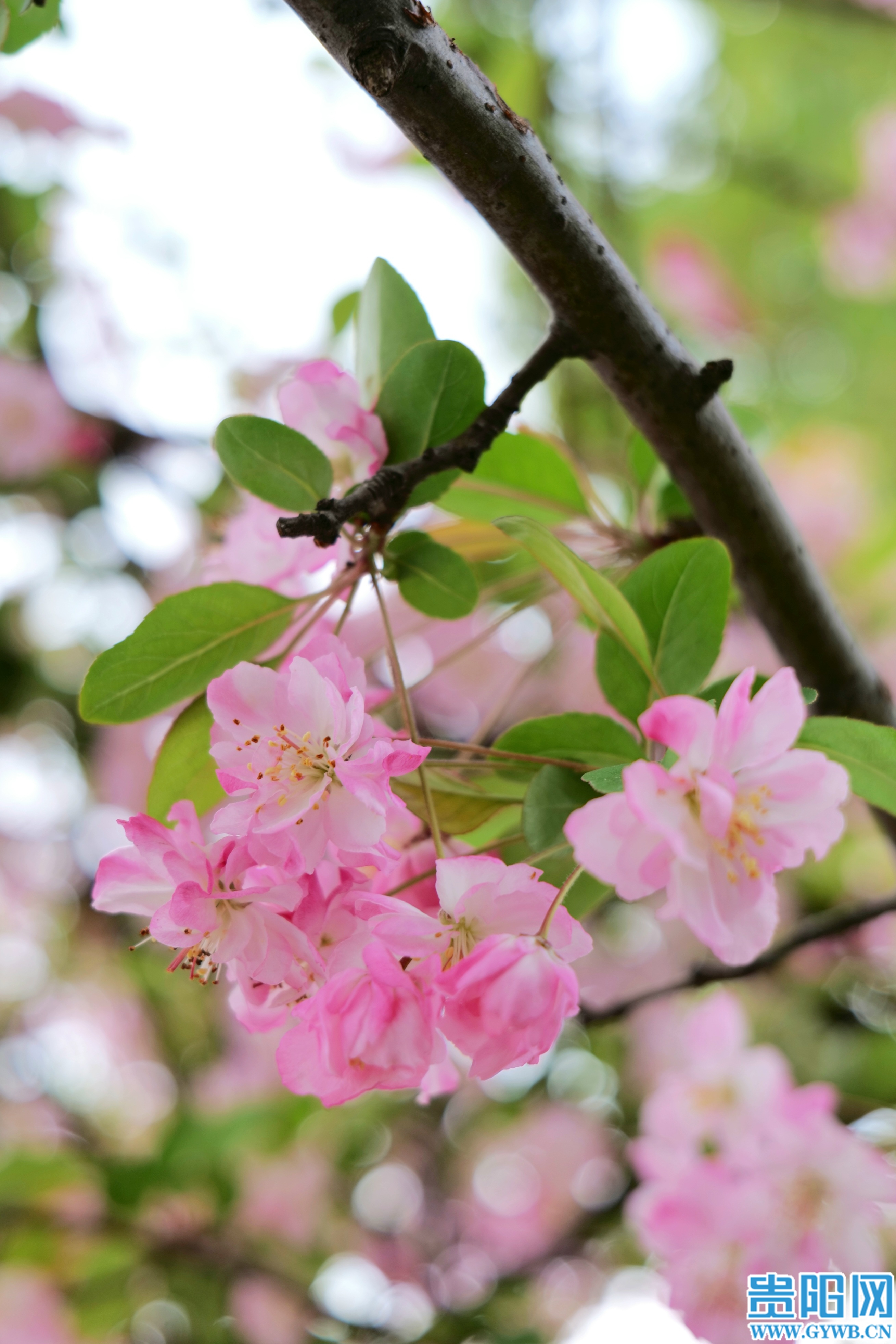 1774413496221082713.jpg 964330e2bdb04222aa4d9e0825f35e67.jpg