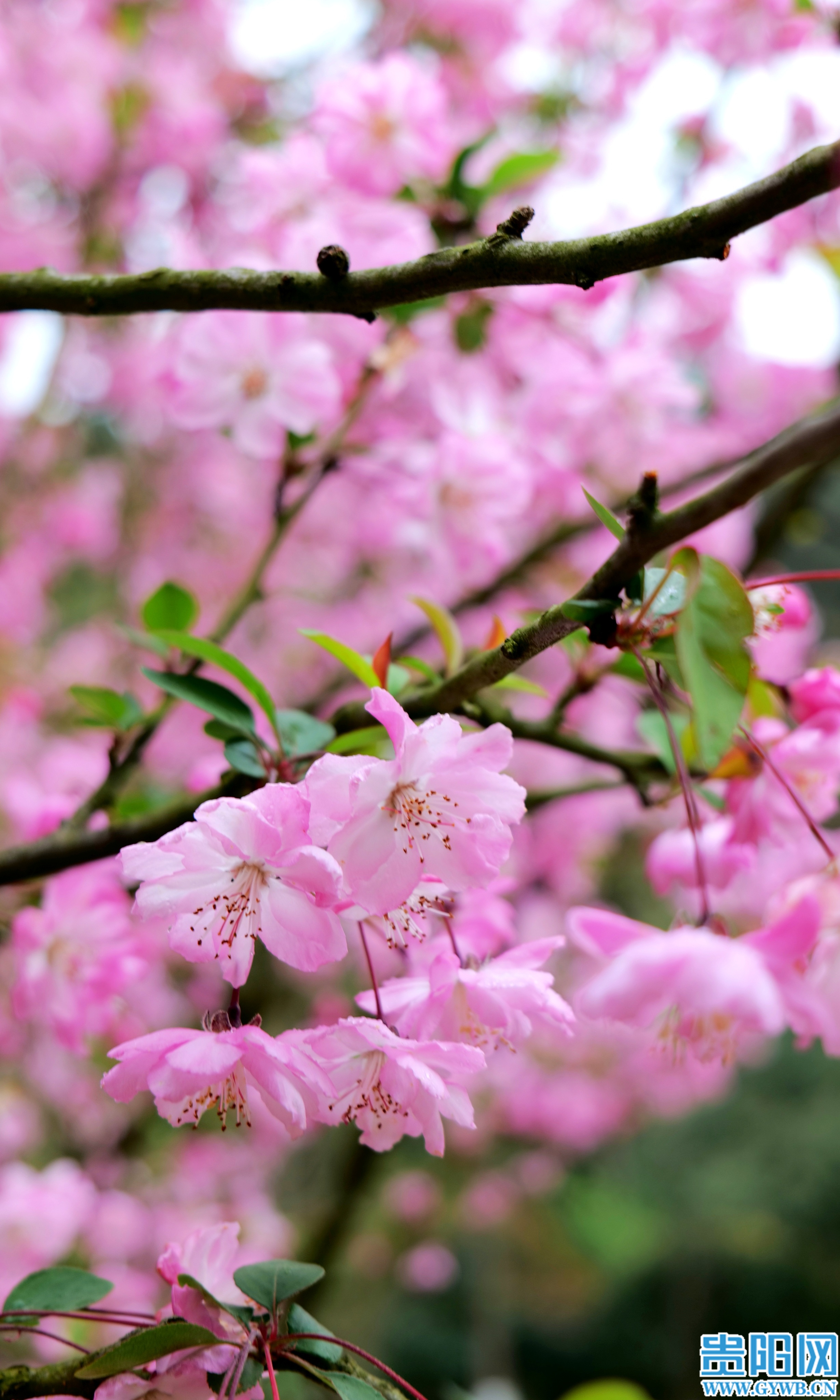 1774413438364071673.jpg dd0be99d6acc4934a250a0223c6203fc.jpg