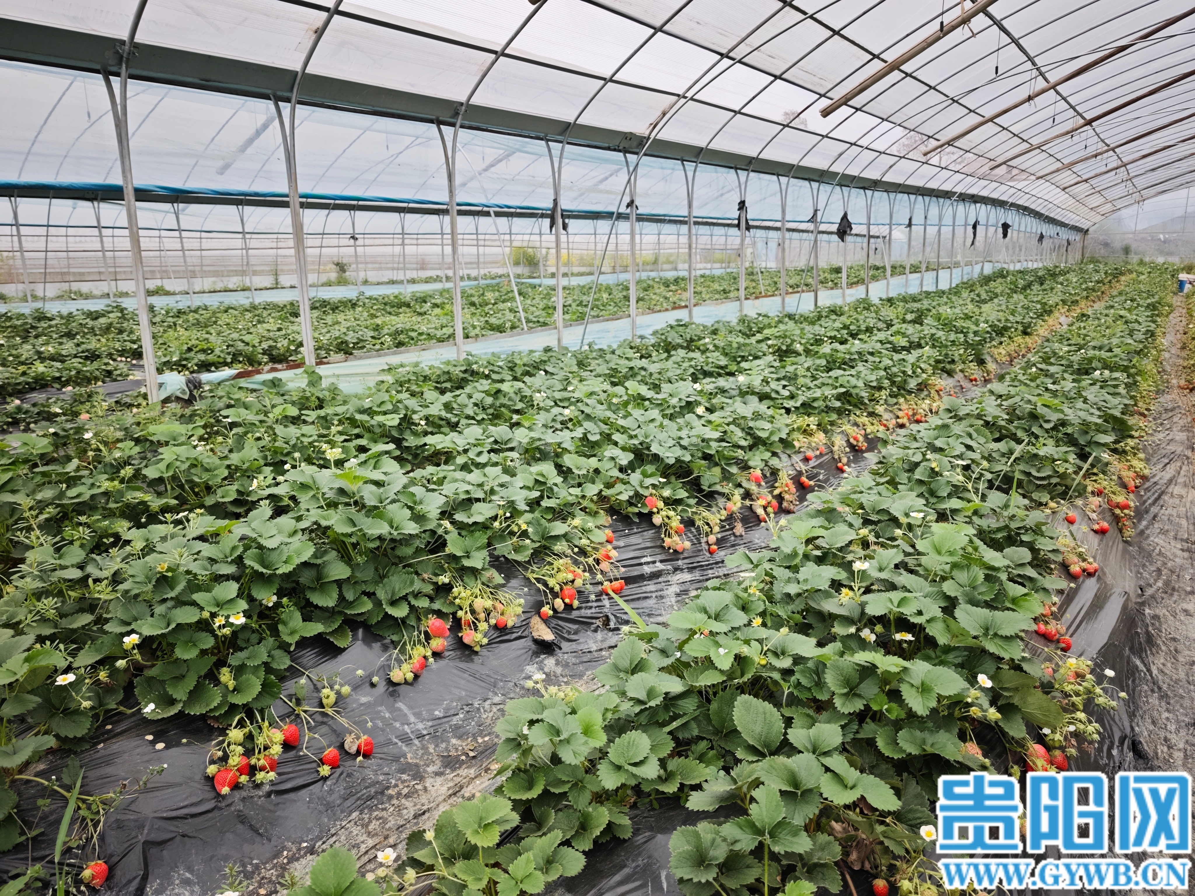 高源草莓園工人正在挑選打包新鮮草莓 (1) (1)