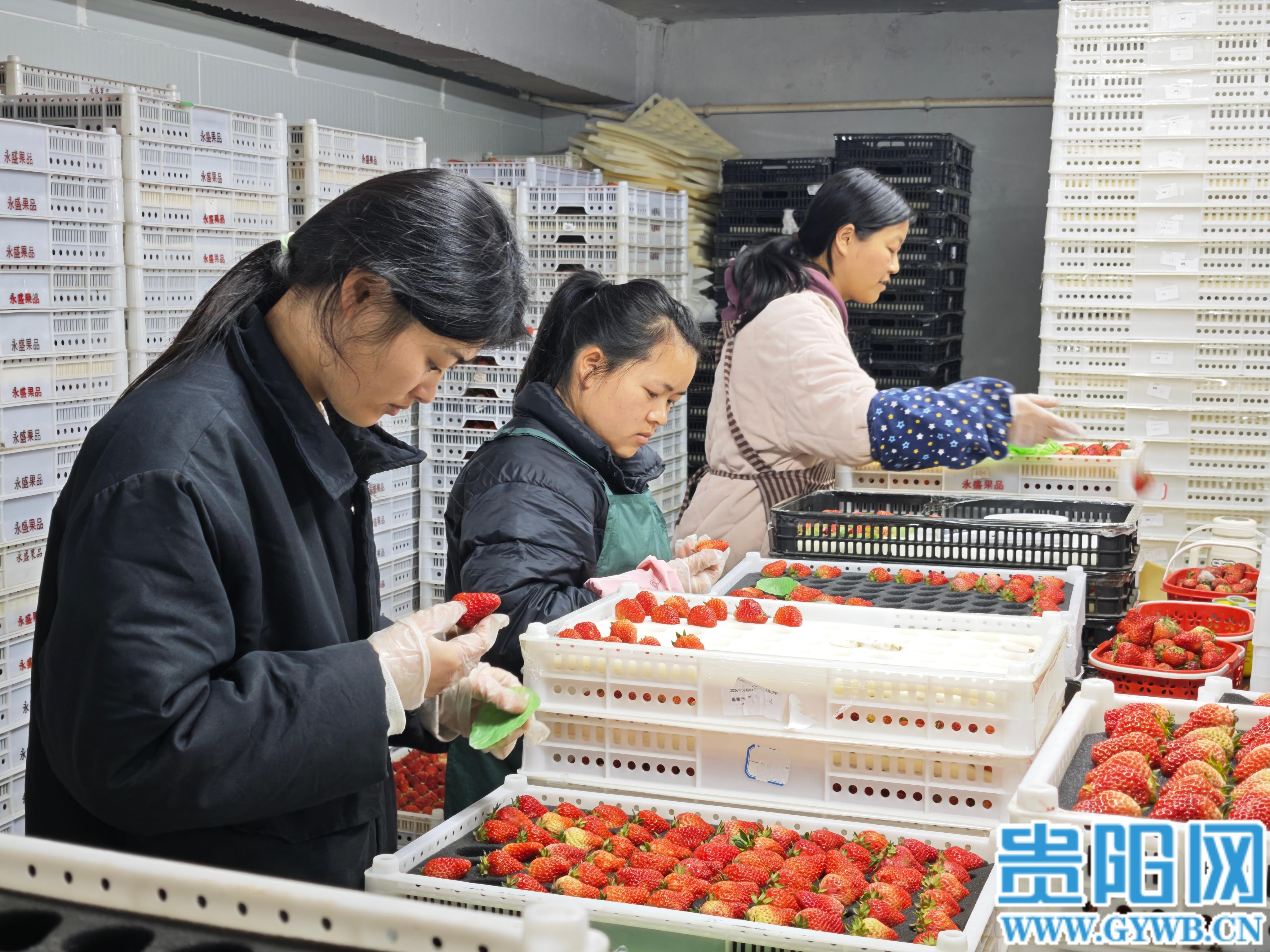 高源草莓園工人正在挑選打包新鮮草莓 (2) (1)