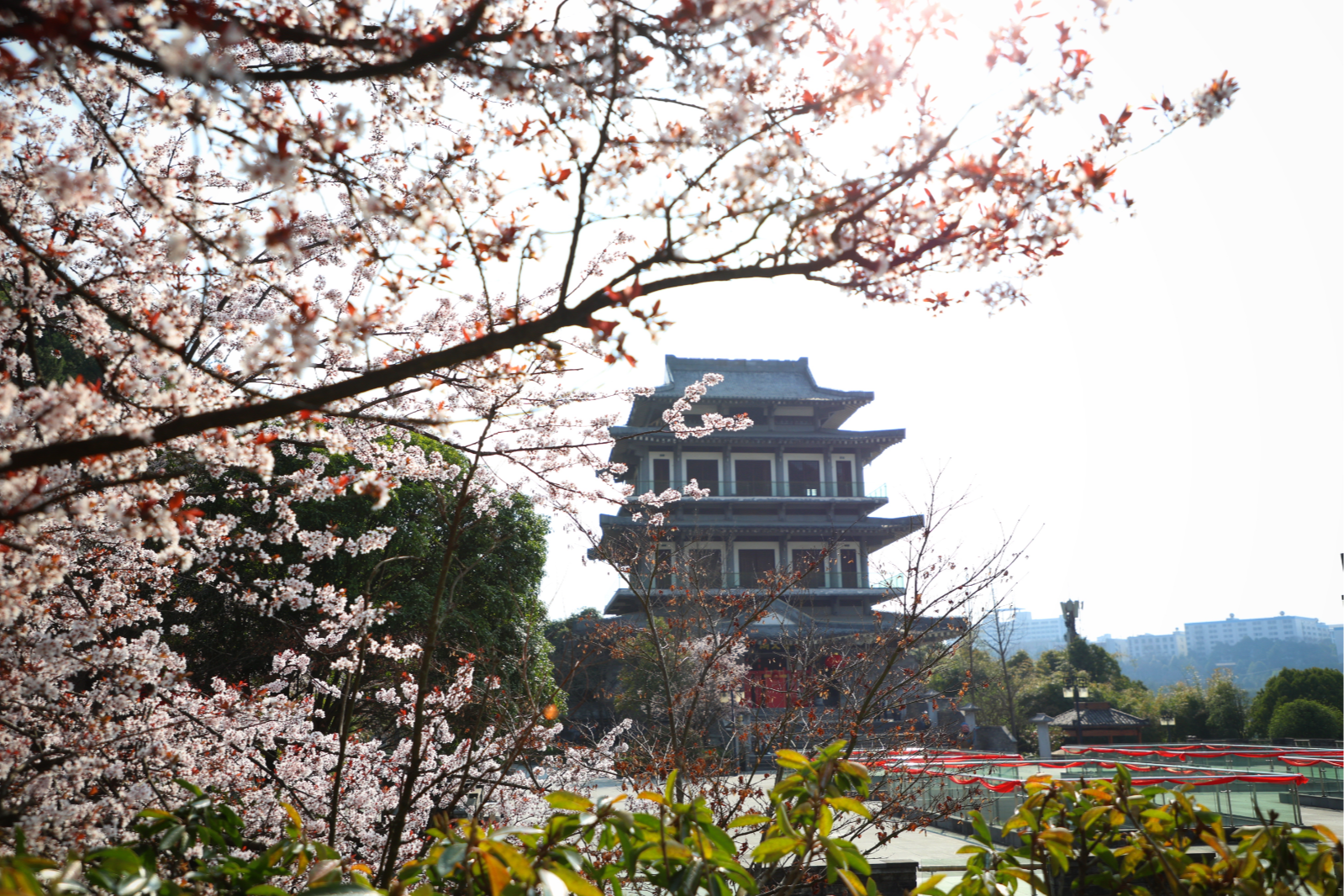 滿園春色！這個周末相約孔學堂，一起奔赴春天